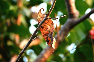 Close-up of leaf