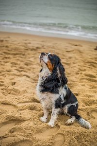 Dog sitting on beach