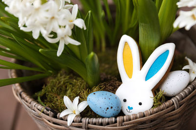 Easter bunny gingerbread cookie laying on the hyacinth flowerpot, moss. rabbit ears as ukraine flag