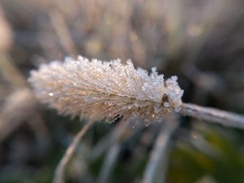 Close-up of frost on plant