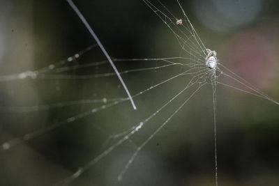 Close-up of spider web