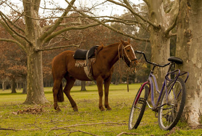 Horse cart in a field
