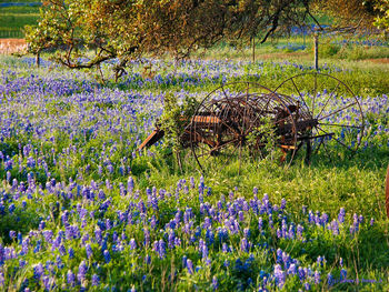 Purple flowers in field