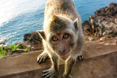 High angle view of monkey looking at camera