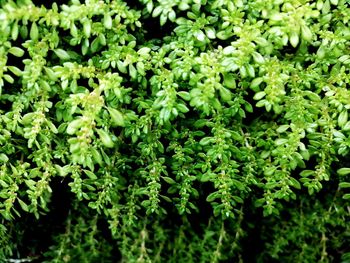 Full frame shot of fresh green plants