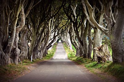 Empty road along trees