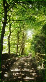 Footpath passing through forest