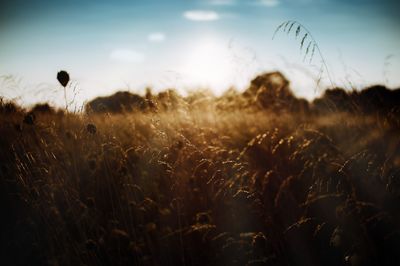 View of stalks in field against sky