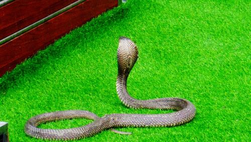 High angle view of a lizard