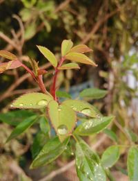 Close-up of wet plant