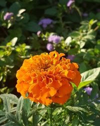 Close-up of orange marigold flower