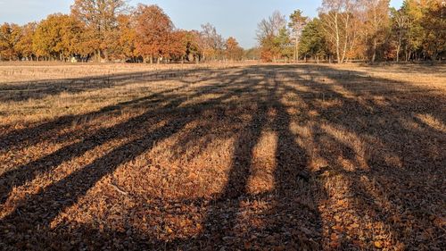 Shadow of trees on field during autumn