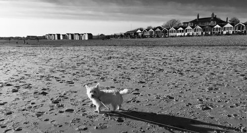 West highland white terrier standing at beach against sky
