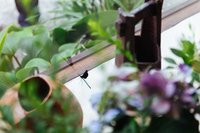 Close-up of insect on plant