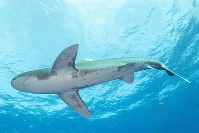 Close encounter of a oceanic white tip shark at cat island bahamas
