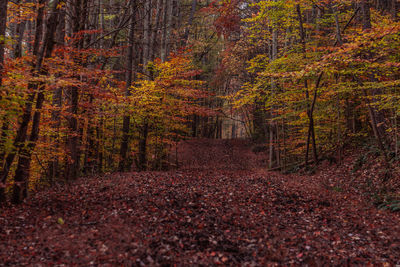 Footpath amidst trees in forest during autumn