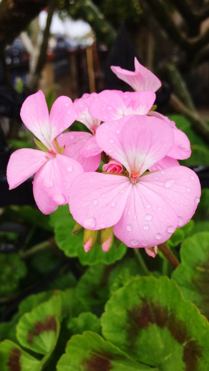 CLOSE-UP OF FRESH PINK FLOWERS BLOOMING OUTDOORS