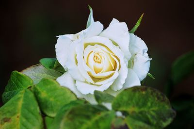 Close-up of white rose