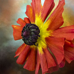 Close-up of day lily blooming outdoors