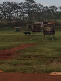 Trees on grassy field