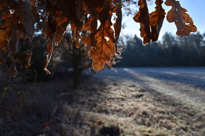 Close-up of dry leaves on tree during winter