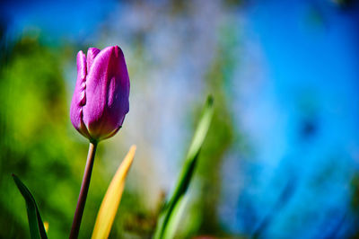 Close-up of purple flowering plant