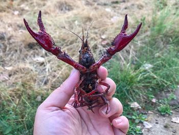 Close-up of hand holding red chili peppers on field