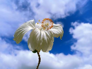 Close-up of flowering plant against cloudy sky