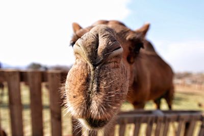 Close-up of camel on field against sky