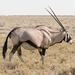 View of oryx on landscape