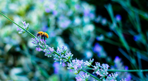 Close-up of honey bee on flower