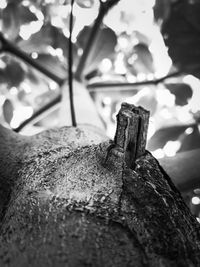 Close-up of rusty metal on tree