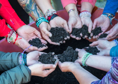 Cropped hands holding saplings