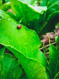 Close-up of ladybug on leaf