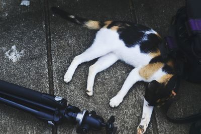 Cat looking away
