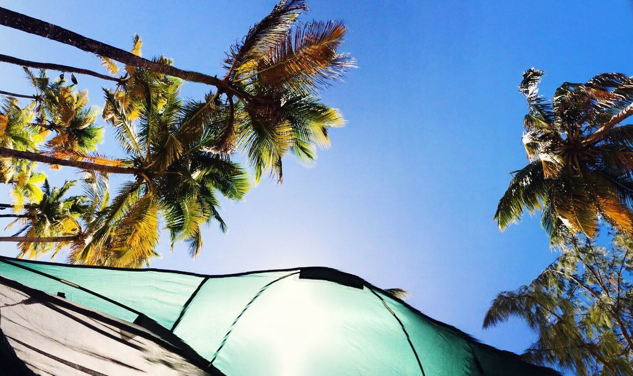 low angle view, tree, growth, clear sky, blue, sun, day, nature, sunbeam, sky, beauty in nature, scenics, green color, outdoors, branch, tall - high, tranquility, summer, no people, tranquil scene, green, high section