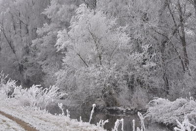 Trees growing in forest during winter