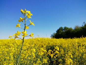 Yellow flowering plants on field against clear sky