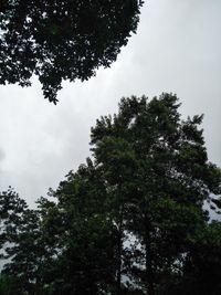 Low angle view of trees against sky