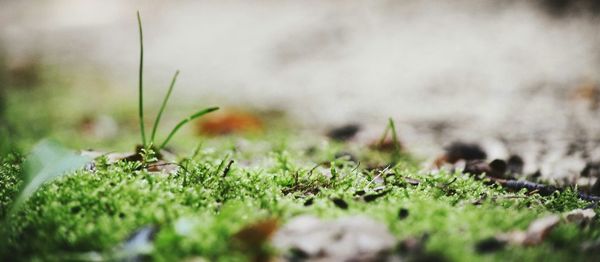 Surface level of grass on field
