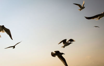 Low angle view of seagulls flying against clear sky