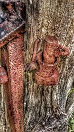 Close-up of tree trunk