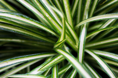 Full frame shot of palm leaf