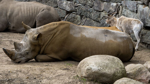 View of sheep in zoo