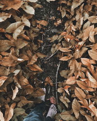 Full frame shot of leaves