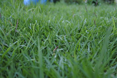 High angle view of grass growing in field