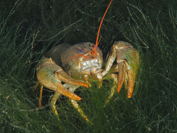 Crayfish in a lake