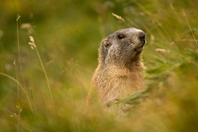 Marmots in the dolomites, one of the main animals seen at locatelli