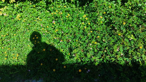 Shadow of plants on grass