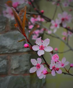 Close-up of pink flowers